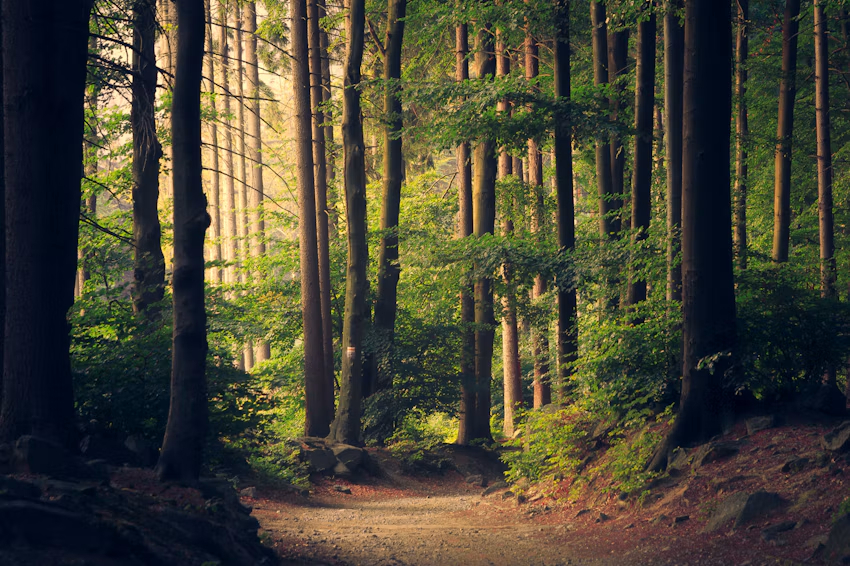 Lush forest canopy